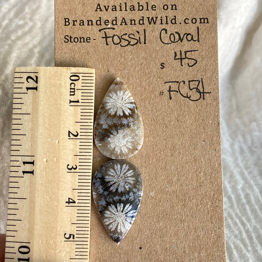 Fossil Coral Cabochon - FC54