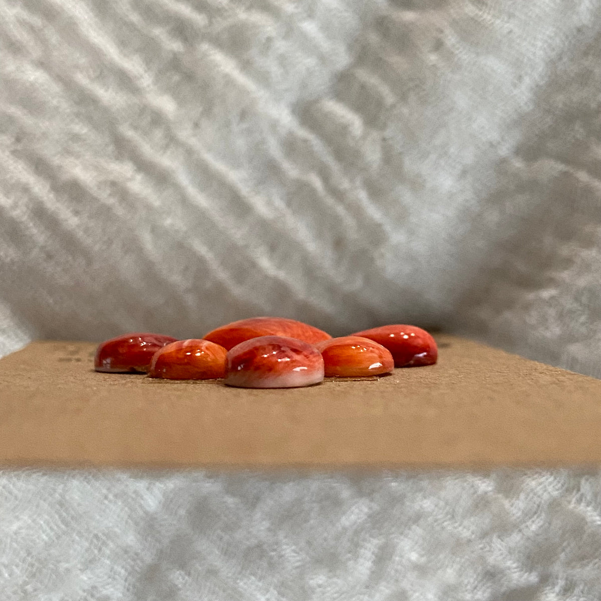 Oyster Shell Cabochon - OS66