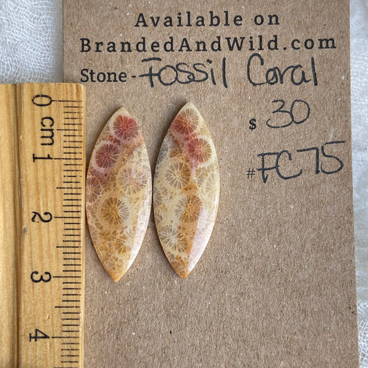 Fossil Coral Cabochon - FC75