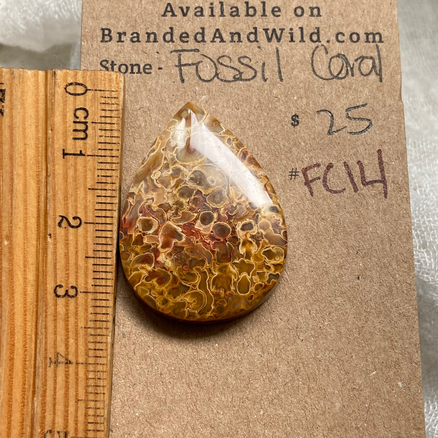 Fossil Coral Cabochon - FC14