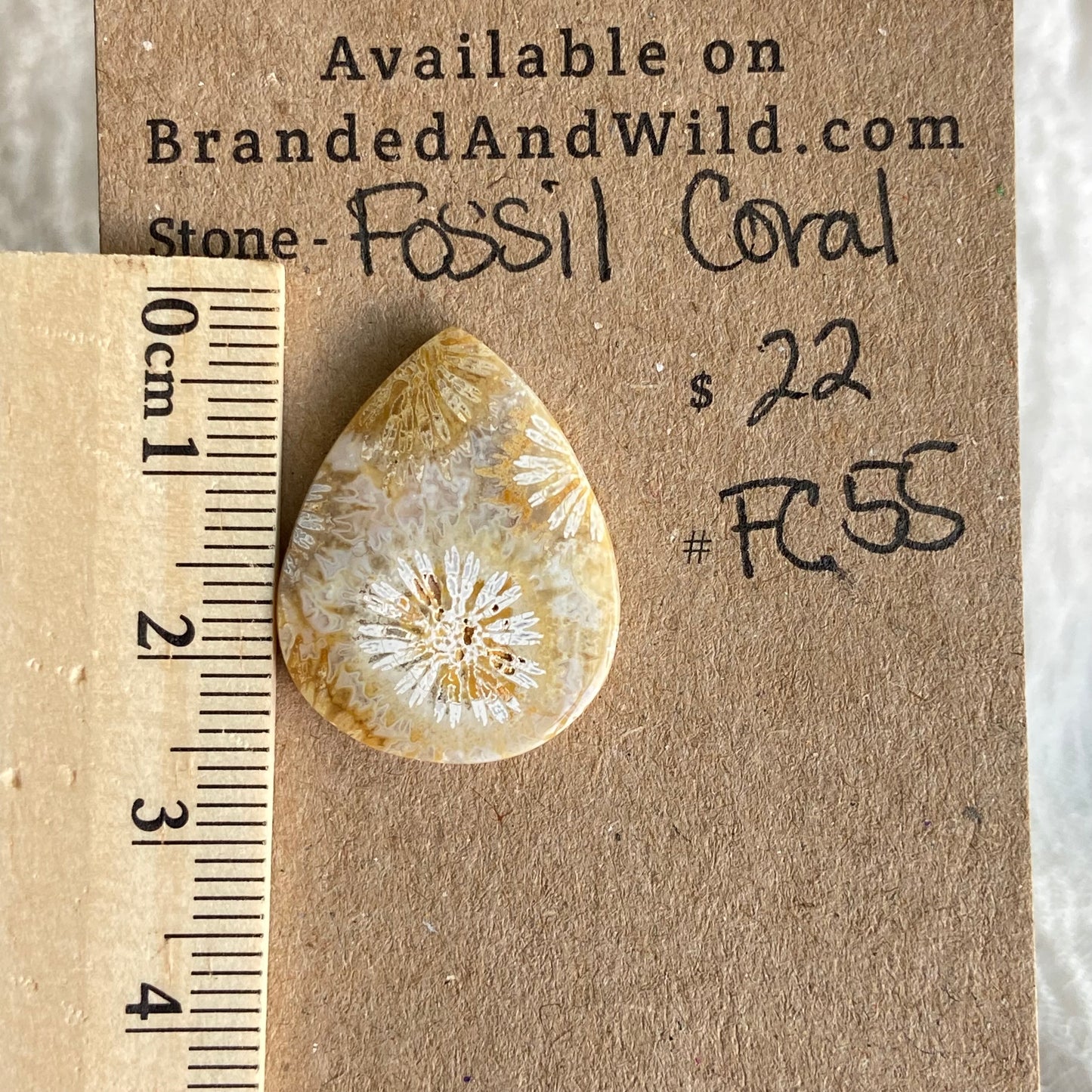 Fossil Coral Cabochon - FC55