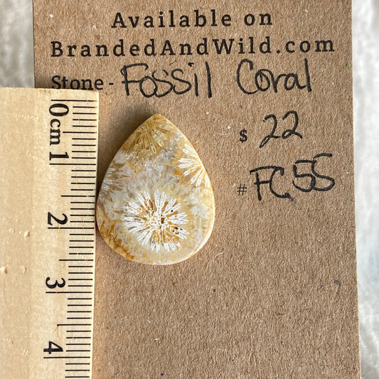Fossil Coral Cabochon - FC55