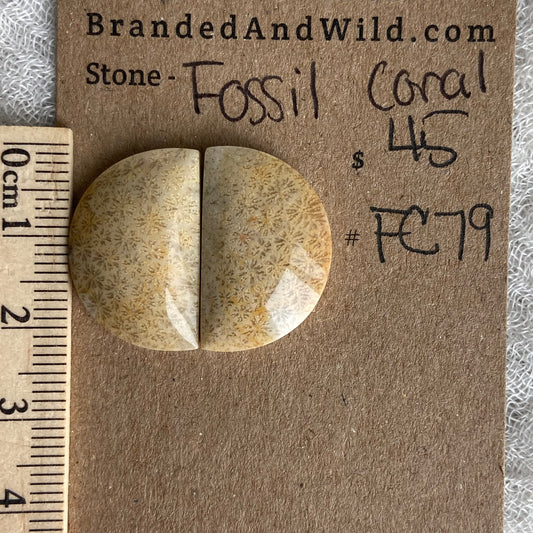 Fossil Coral Cabochon - FC79