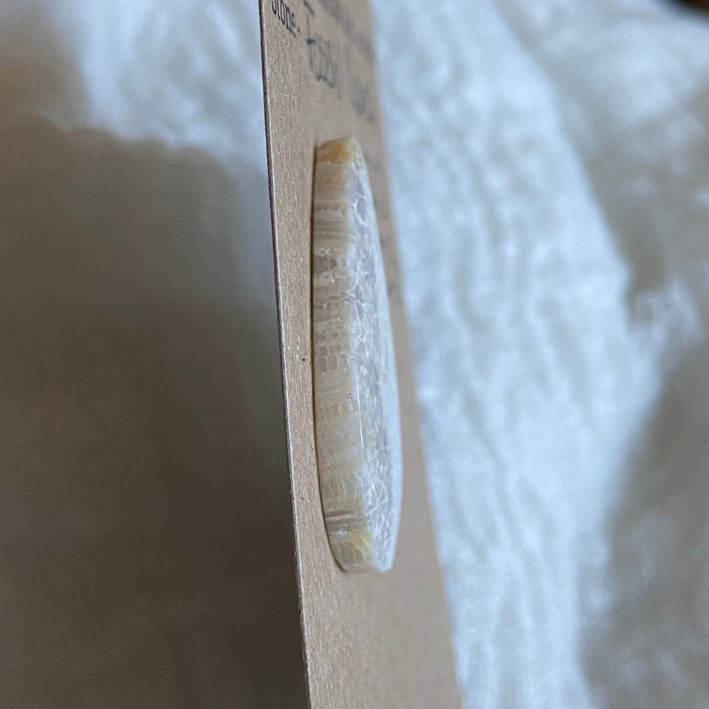 Fossil Coral Cabochon - FC23