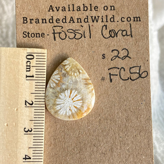 Fossil Coral Cabochon - FC56
