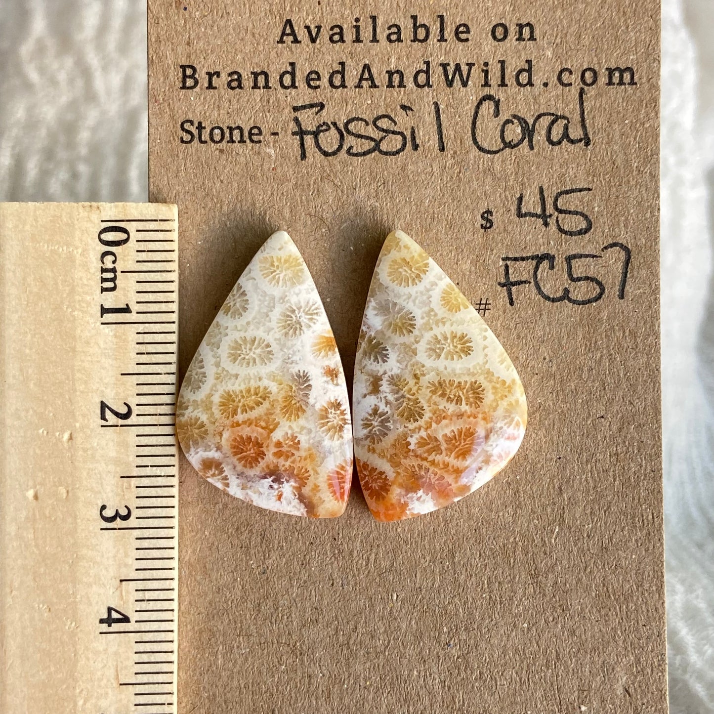 Fossil Coral Cabochon - FC57