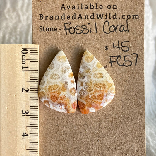 Fossil Coral Cabochon - FC57