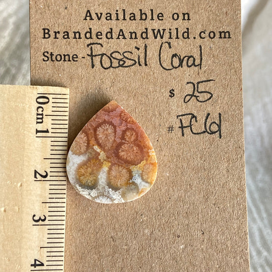 Fossil Coral Cabochon - FC61