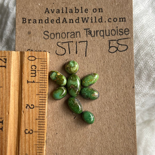 Sonoran Turquoise Cabochon - ST17 D2BD12B1-0E39-4227-9C66-5FA0E156241C Brandedandwild.com