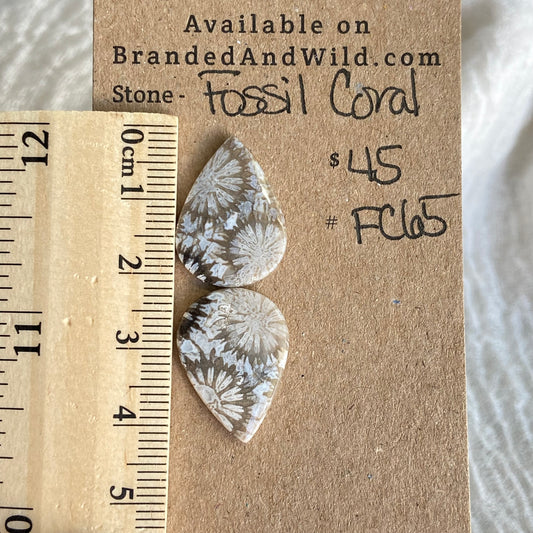 Fossil Coral Cabochon - FC65