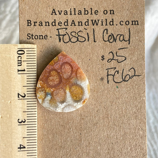 Fossil Coral Cabochon - FC62