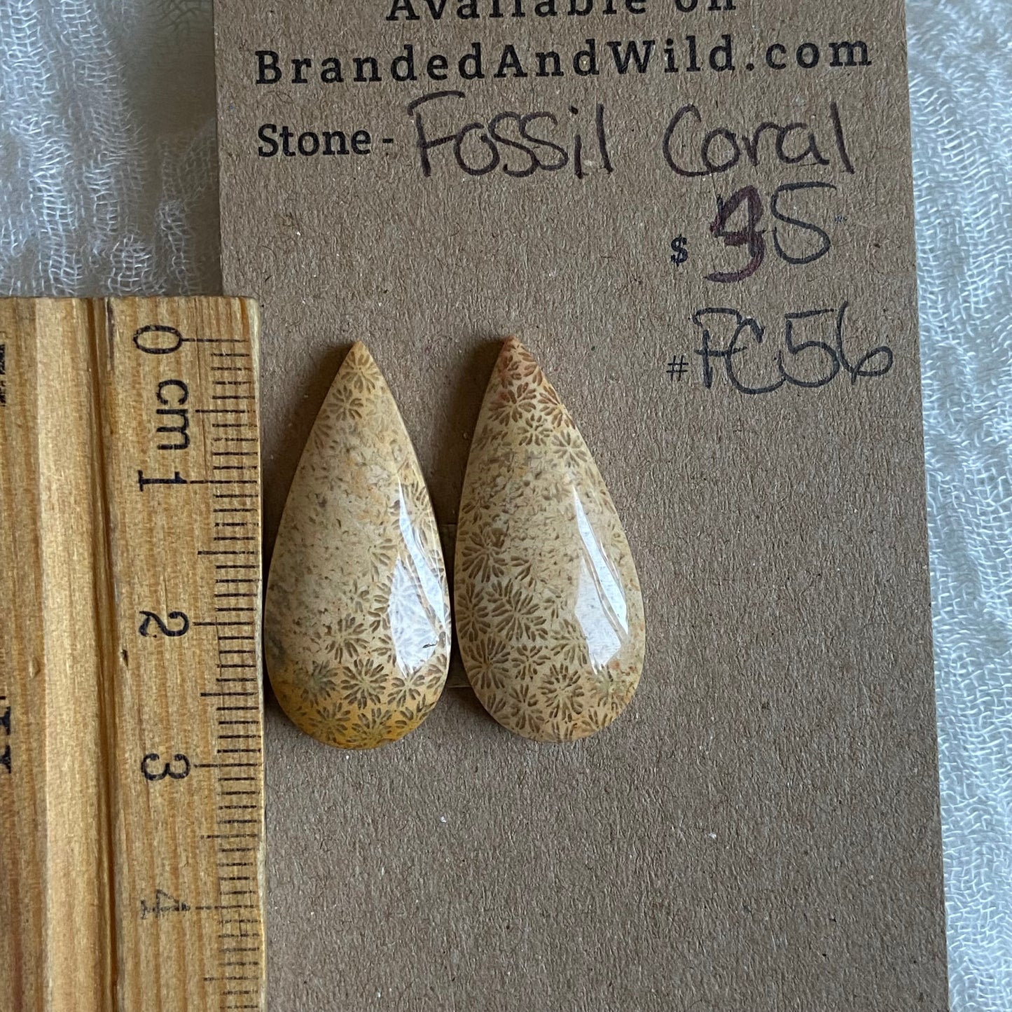 Fossil Coral Cabochon - FC56