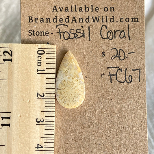 Fossil Coral Cabochon - FC67