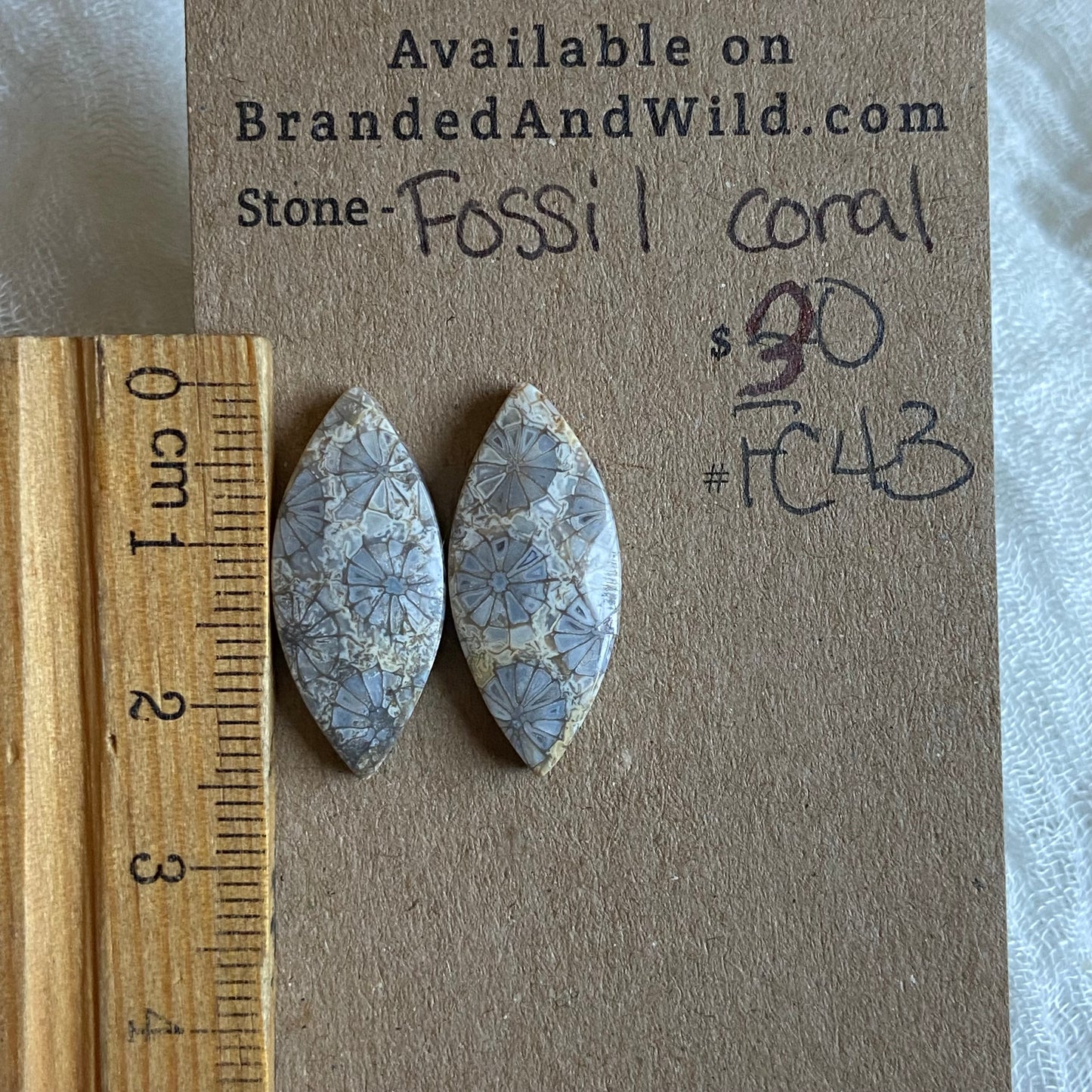 Fossil Coral Cabochon - FC43