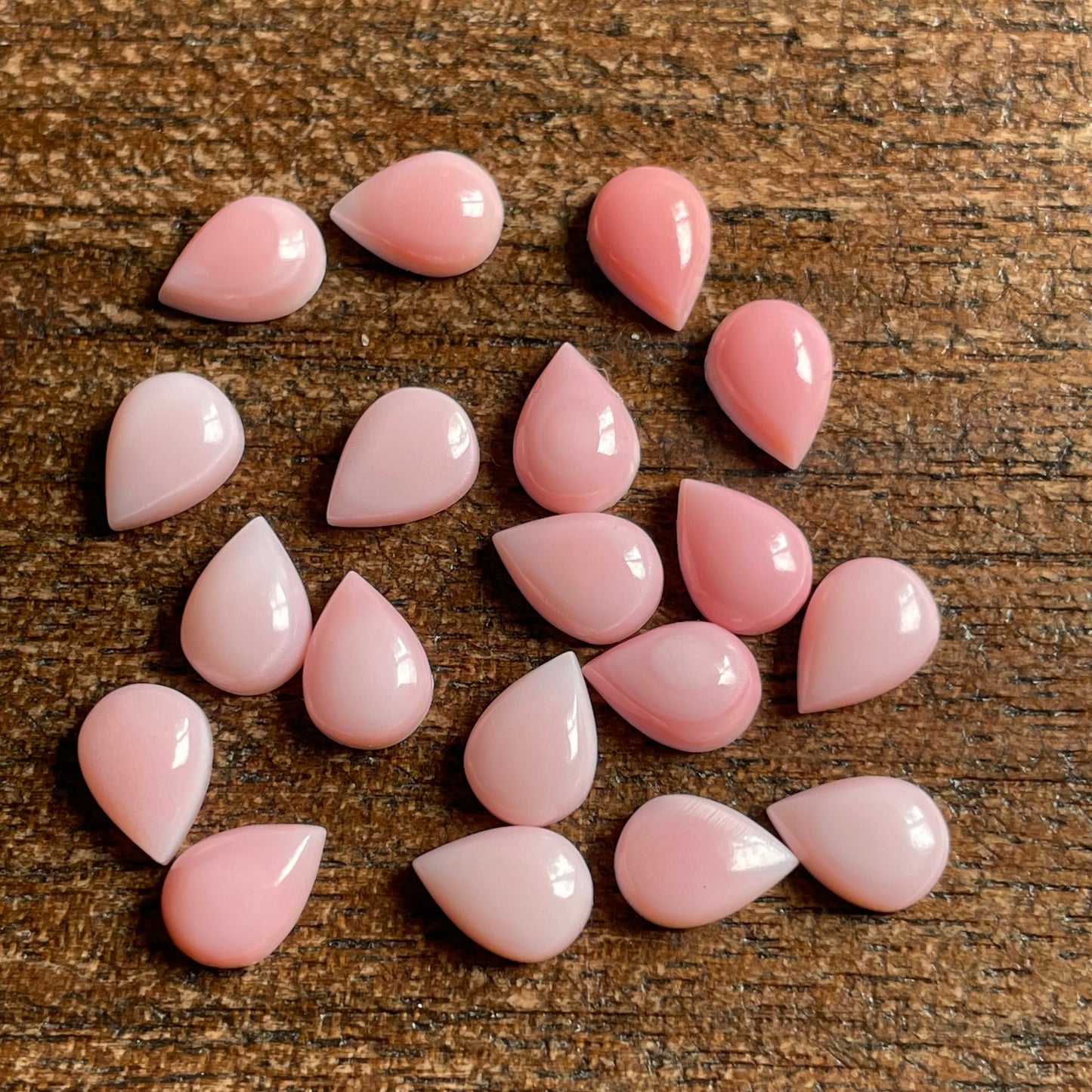 Pink Conch 5x7 mm