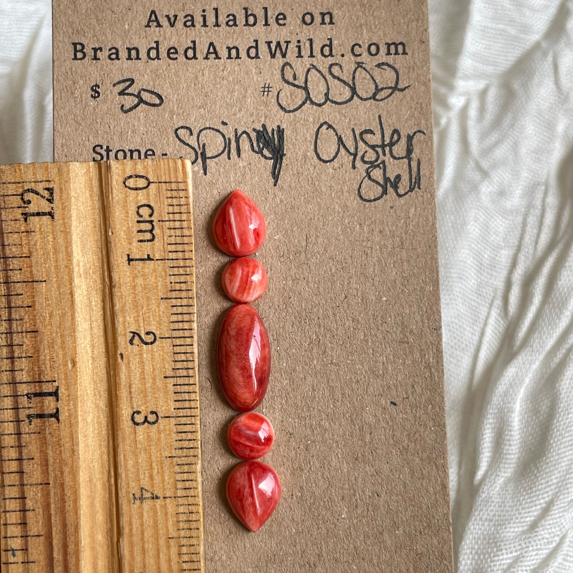 Spiny Oyster Shell Cabochon - SOS02 FCFD3C9D-C4CC-474C-AA3F-684BF4CC3FAA Brandedandwild.com