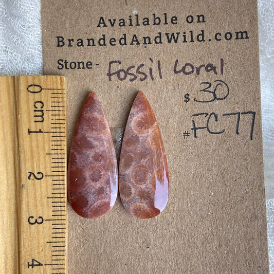 Fossil Coral Cabochon - FC77