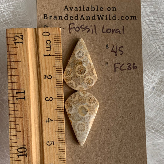 Fossil Coral Cabochon - FC36