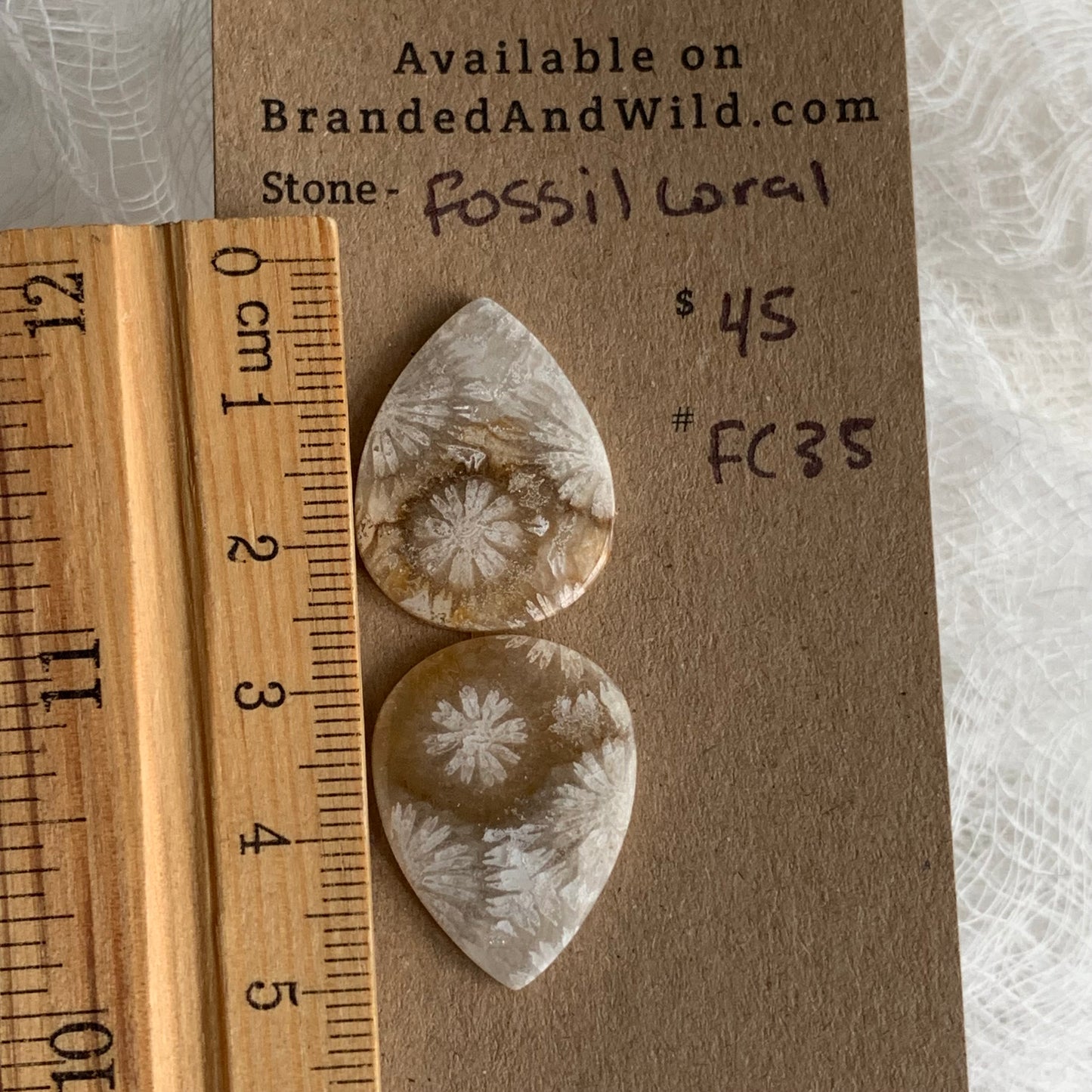 Fossil Coral Cabochon - FC35
