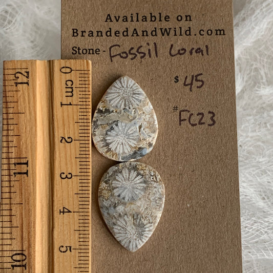 Fossil Coral Cabochon - FC23