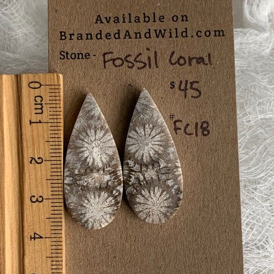 Fossil Coral Cabochon - FC19