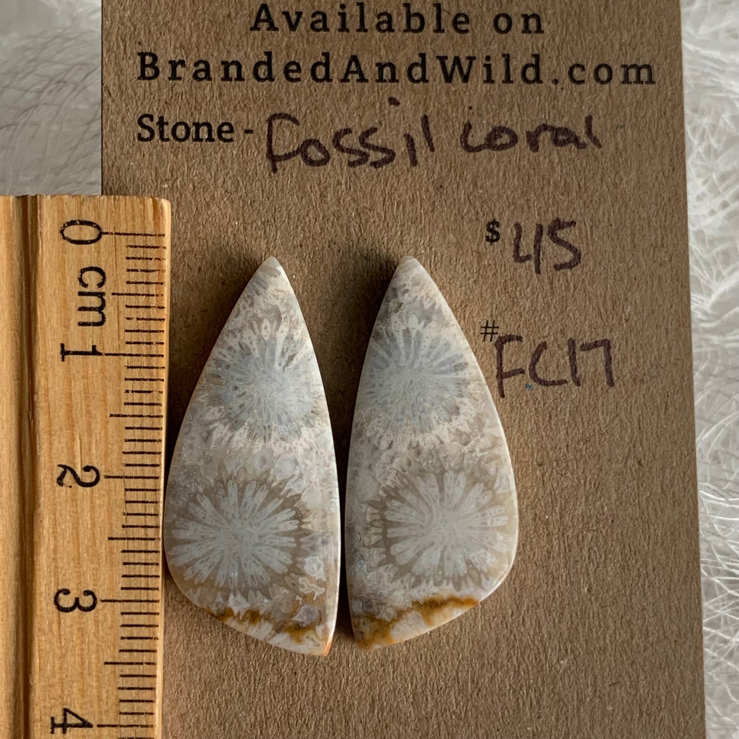 Fossil Coral Cabochon - FC17