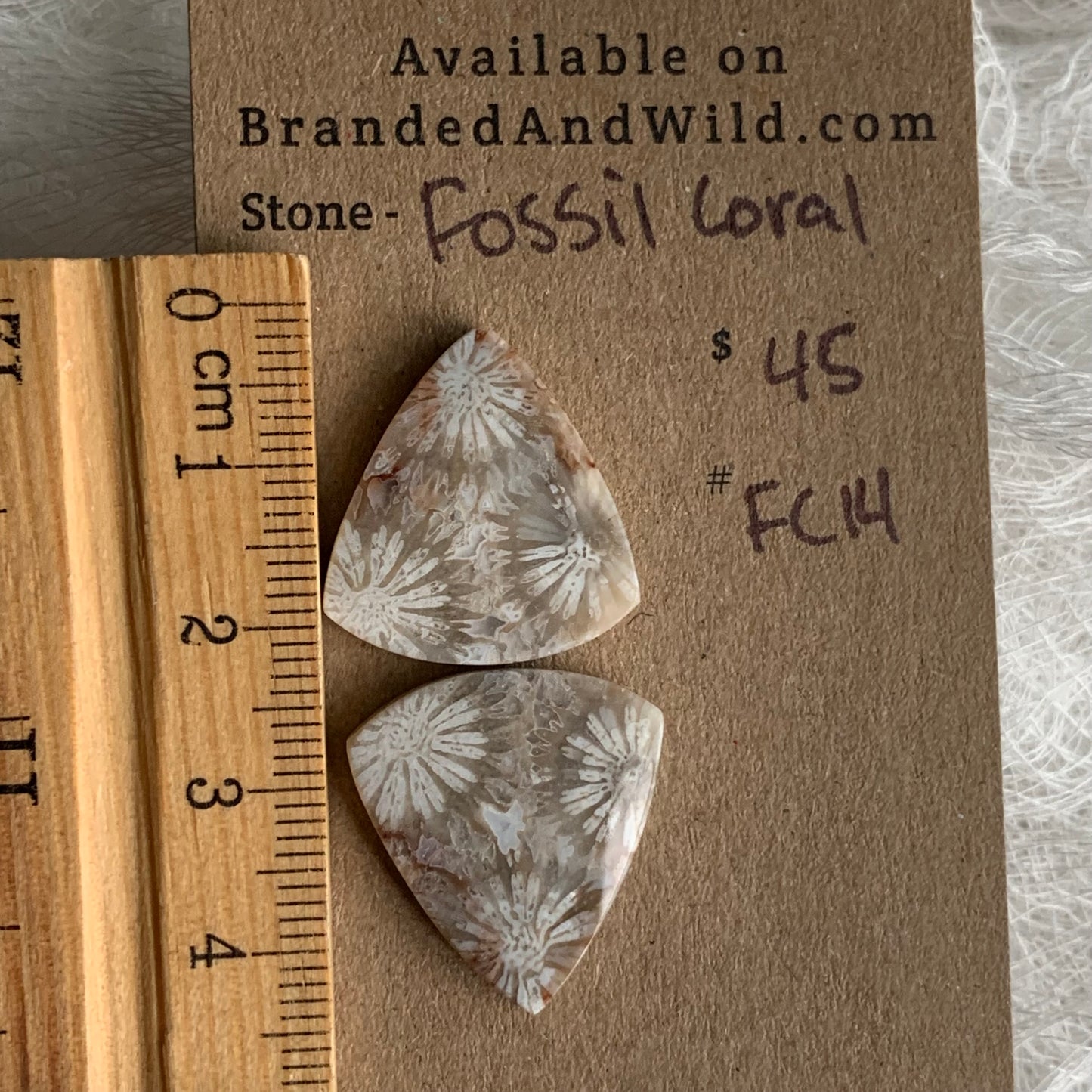Fossil Coral Cabochon - FC14