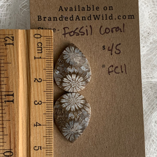 Fossil Coral Cabochon - FC11