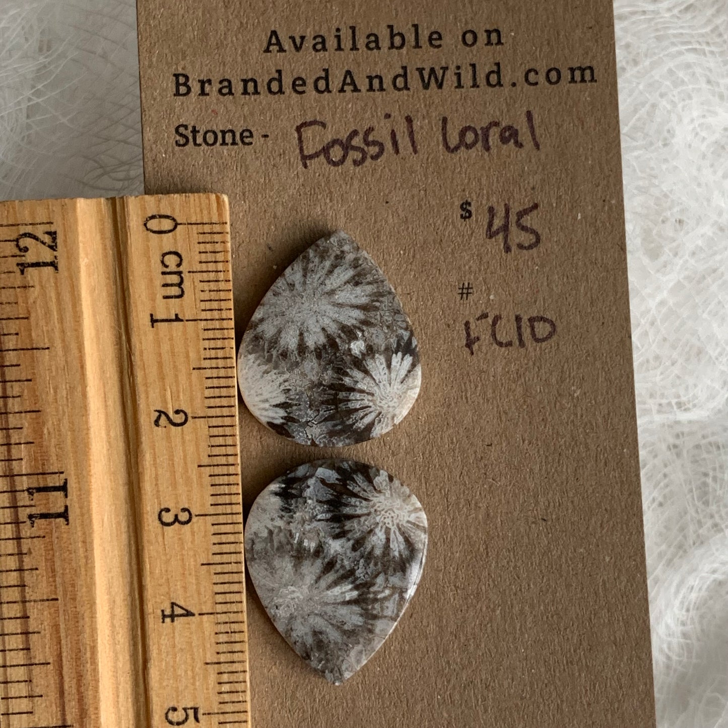 Fossil Coral Cabochon - FC10