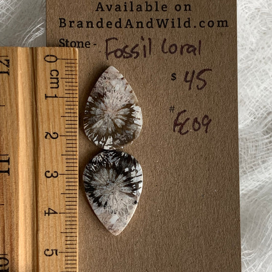 Fossil Coral Cabochon - FC09