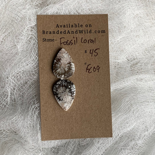 Fossil Coral Cabochon - FC09